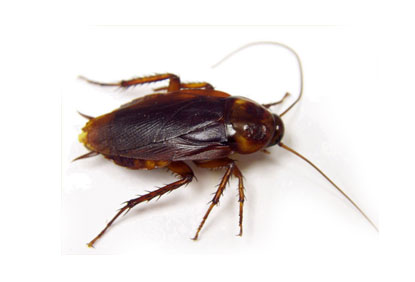 cockroach-control.jpg